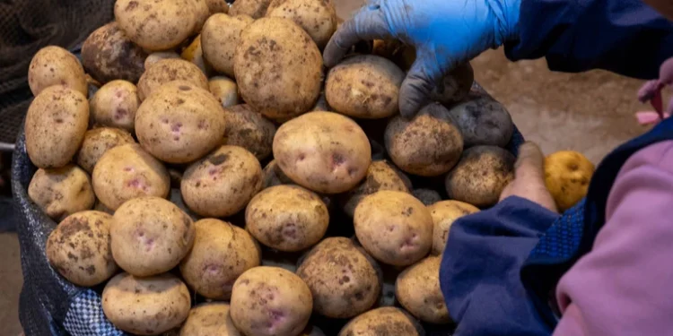 Молдова стала крупнейшим покупателем украинского картофеля — более 58% экспорта
