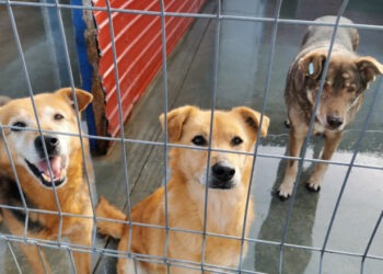 Эвтаназия здоровых собак может быть запрещена. Новые законодательные инициативы по защите животных