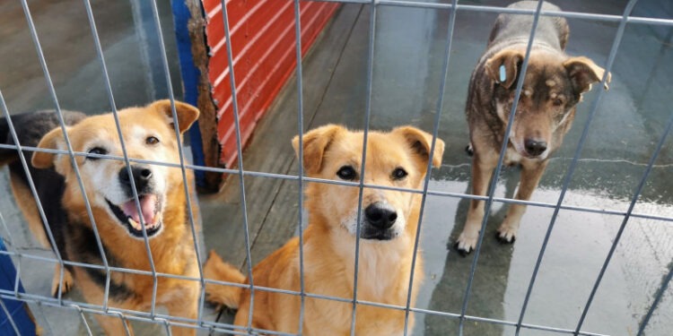 Эвтаназия здоровых собак может быть запрещена. Новые законодательные инициативы по защите животных