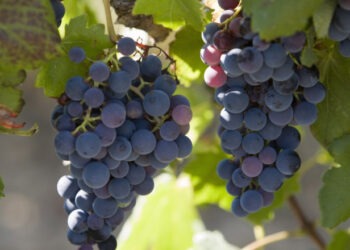 Franța va cheltui 130 de milioane de euro pentru defrișarea plantațiilor de viță de vie, pe fondul supraproducției de vin