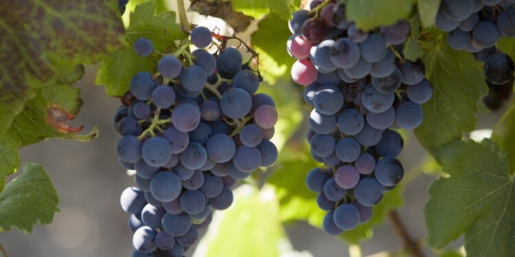 Franța va cheltui 130 de milioane de euro pentru defrișarea plantațiilor de viță de vie, pe fondul supraproducției de vin