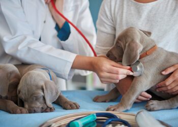 Deficit de veterinari în Moldova. Zonele rurale, cele mai afectate