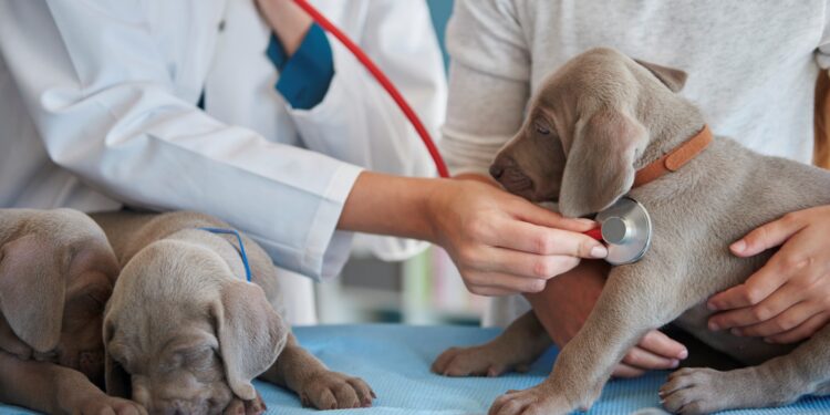 Deficit de veterinari în Moldova. Zonele rurale, cele mai afectate