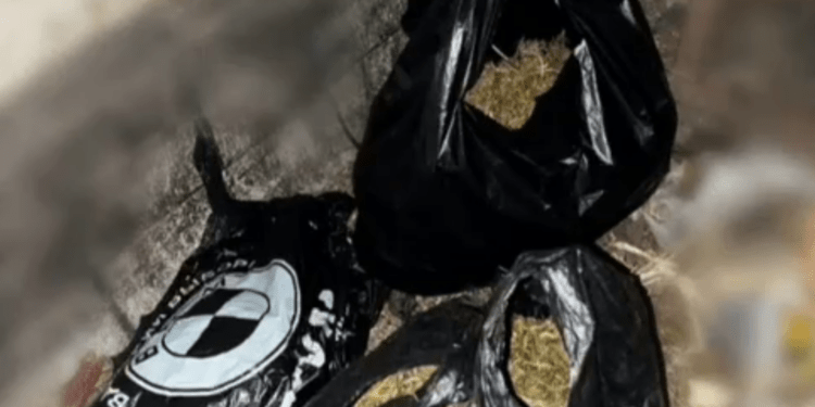 Kilograme de marijuana și sute de plante de cannabis, găsite în două gospodării din Edineț