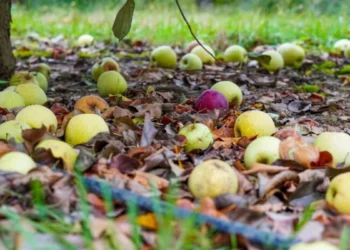 Октябрьские дожди обрушили урожай фруктов в Молдове: что говорят эксперты