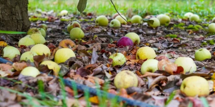Октябрьские дожди обрушили урожай фруктов в Молдове: что говорят эксперты