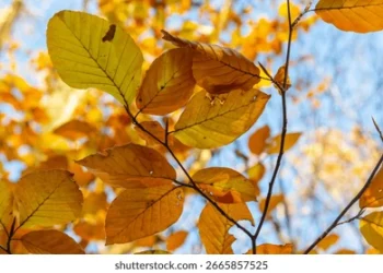 Прогноз погоды на 8 ноября