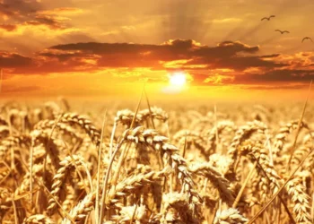 Экспортная цена пшеницы опустилась до пятилетнего минимума