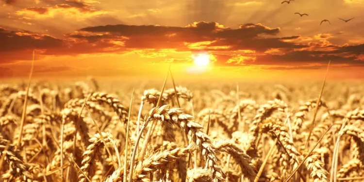 Экспортная цена пшеницы опустилась до пятилетнего минимума