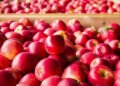 В октябре экспорт молдавских яблок увеличился