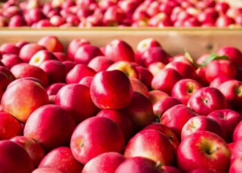 В октябре экспорт молдавских яблок увеличился