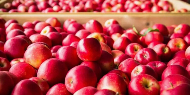 В октябре экспорт молдавских яблок увеличился