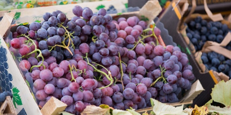 Moldova a exportat peste 30.000 de tone de struguri de la începutul sezonului