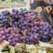 Moldova a exportat peste 30.000 de tone de struguri de la începutul sezonului