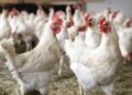 ANSA предупреждает: на севере Молдовы растет риск вспышки птичьего гриппа H5N1