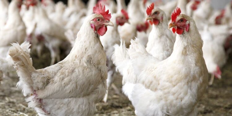 ANSA предупреждает: на севере Молдовы растет риск вспышки птичьего гриппа H5N1
