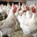 ANSA предупреждает: на севере Молдовы растет риск вспышки птичьего гриппа H5N1