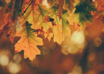 Meteo 18 noiembrie: Zi mohorâtă, cu ploi slabe în mare parte a țării