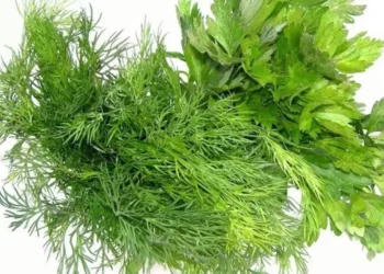 Сотрудники ANSA выявили 15 тонн свежего укропа и петрушки с пестицидами. Всю зелень уничтожили