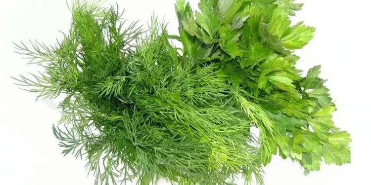 Сотрудники ANSA выявили 15 тонн свежего укропа и петрушки с пестицидами. Всю зелень уничтожили