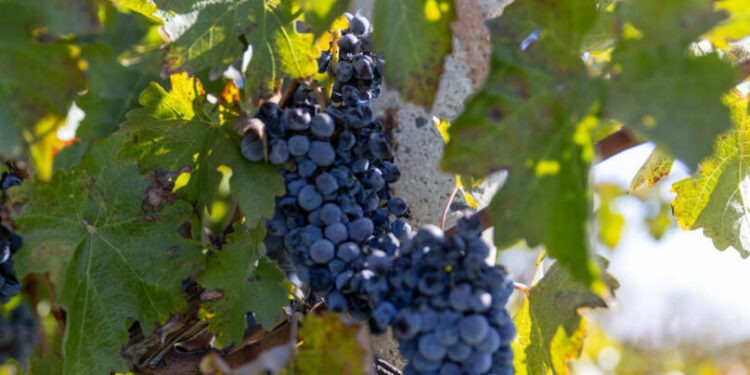 Moldova vizează o creștere de 60% a exporturilor de struguri de masă