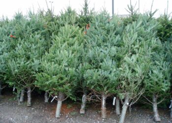 Moldsilva выставляет на продажу более 37 000 елок. Цены от 90 до 2 000 леев