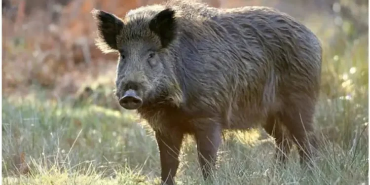 Шесть очагов болезней животных подтверждены в Молдове: ANSA предупреждает о высоком риске