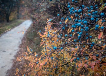 Стабильная погода: облака, лёгкий дождь и туман