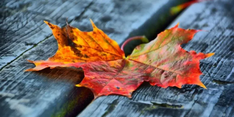 Погода в Молдове 8 декабря: слабые дожди и плюсовая температура