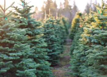 Moldsilva scoate în vânzare pomii de Crăciun – la ce preț pornesc ofertele din acest an?