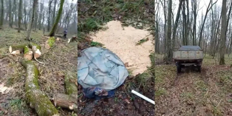 Задержан с поличным в лесу под Страшенами. Нарушителю грозит штраф за незаконную вырубку