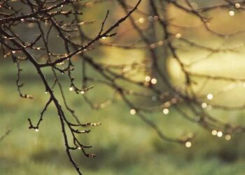 Vreme mohorâtă pe 4 decembrie: ploi slabe și temperaturi blânde în toată Moldova