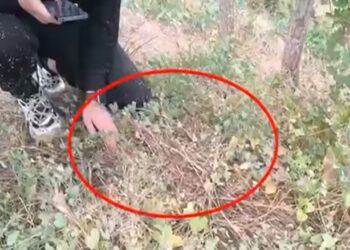 Doi tineri prinși cu „sare” și MDMA în Găgăuzia: 55 de capsule, ascunzișuri și livrări clandestine