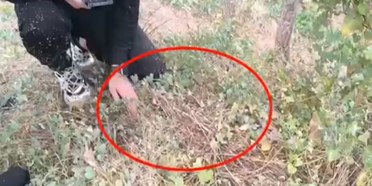 Doi tineri prinși cu „sare” și MDMA în Găgăuzia: 55 de capsule, ascunzișuri și livrări clandestine