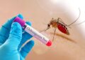 В Румынии выявили первый случай опасного вируса чикунгунья