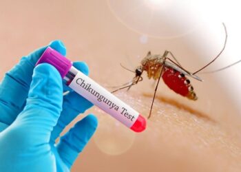 В Румынии выявили первый случай опасного вируса чикунгунья