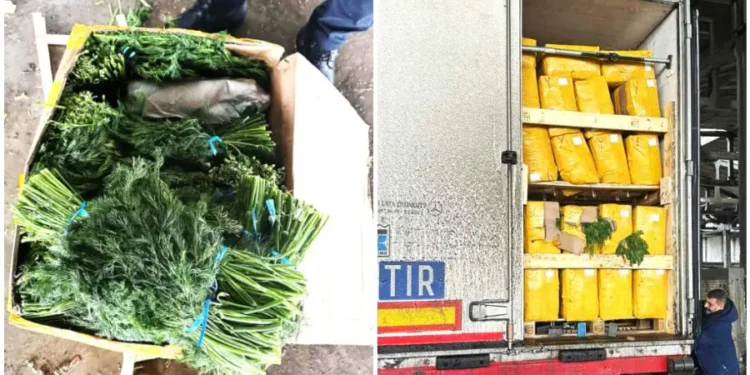 15 тонн укропа задержаны и уничтожены ANSA: продукция представляла риск для потребителей