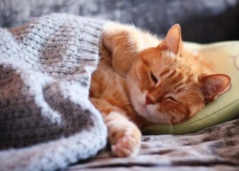 Vreme mohorâtă în toată țara. Maximele ajung astăzi până la +6 grade