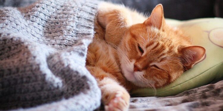 Vreme mohorâtă în toată țara. Maximele ajung astăzi până la +6 grade