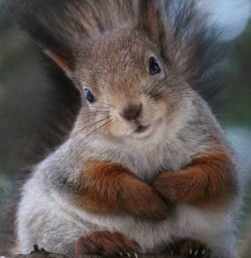 Cer noros în toată țara pe 26 februarie. Maximele urcă până la +5 grade