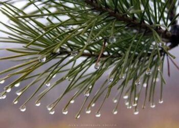 Прогноз погоды в Молдове на 27 февраля: Переменная облачность и до +6 градусов