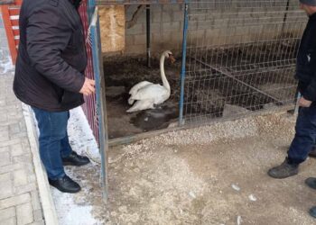 Musafir neobișnuit la Cimișlia: O lebădă rătăcită a fost găsită într-o gospodărie