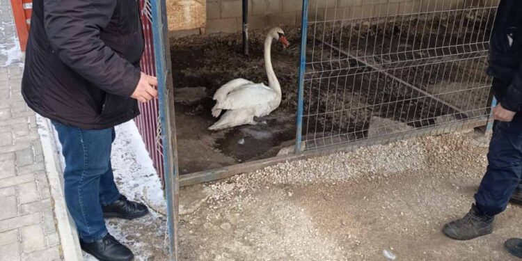 Musafir neobișnuit la Cimișlia: O lebădă rătăcită a fost găsită într-o gospodărie