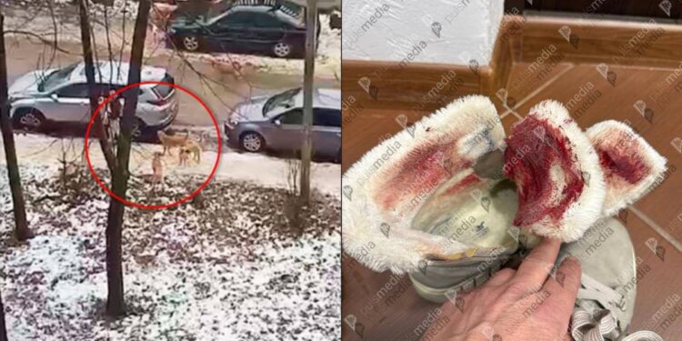 В столице стая собак напала на девушку: жители ранее неоднократно жаловались в претуру