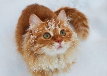 Cum va fi vremea astăzi, 20 februarie: Iată ce au prognozat meteorologii