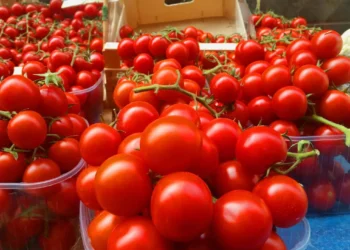 Молдова – крупнейший покупатель украинских помидоров