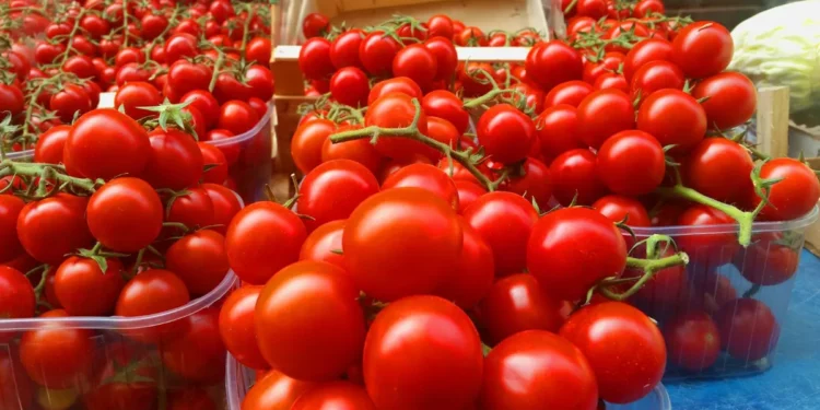 Молдова – крупнейший покупатель украинских помидоров