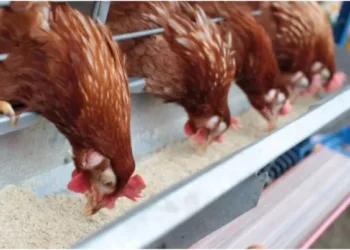 Скандал с опасным веществом в кормах: Украина перекладывает вину на Молдову