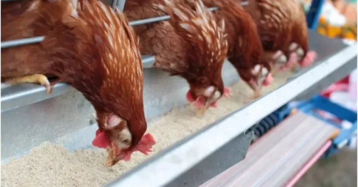 Скандал с опасным веществом в кормах: Украина перекладывает вину на Молдову