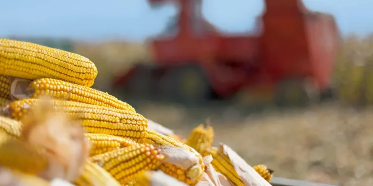 В Молдове и Украине еще не собран весь урожай-2025 кукурузы